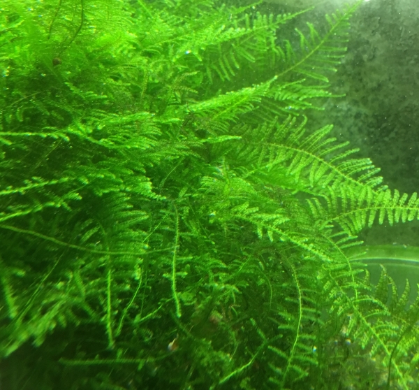Christmas Moos, Vesicularia montagnei